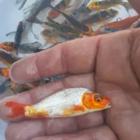 ماهی کوی و قرمز|ماهی|سنگر, |دیوار