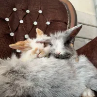 تعدادی خرگوش لوپ اصیل|موش و خرگوش|خمینی‌شهر, |دیوار