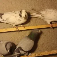 آلمانی مسافتی|پرنده|بسطام, |دیوار