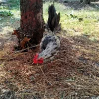 خروس جاپنیز|حیوانات مزرعه|قم, زنبیل آباد|دیوار