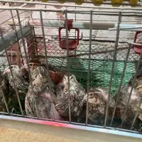 بلدرچین کشتاری بردسیر