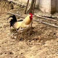 خروس محلی جوان