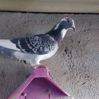 پرنده سرعتی|پرنده|مشگین شهر, |دیوار