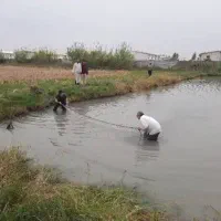 نیازمند کارگر پرورش ماهی