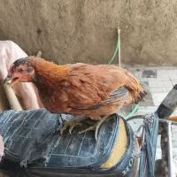 دوعددخروس ودوعددمرغ