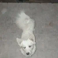 سگ میکس اشپیتز|سگ|قم, عمار یاسر|دیوار