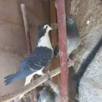 تعدادی دمگیر درجه یک|پرنده|اصفهان, پوریای ولی|دیوار