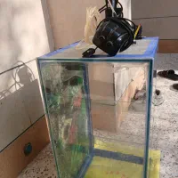 فروش|ماهی|بهبهان, |دیوار