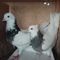 کفتر طوقی جفت و ی نر تک