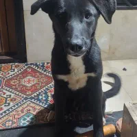 واگذاری سگ میکس