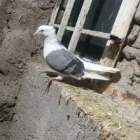 پرنده کبوتر