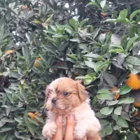 شیتزوسوپرفلت نر وماده