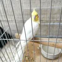 طوطی هلندی نر پیکو گل پسر|پرنده|ایلام, |دیوار