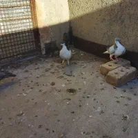 کفتر پرشی|پرنده|نیشابور, مازول|دیوار