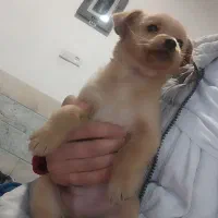 دو عدد توله سگ نر و ماده 2ماهه