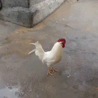 خروس ماشینی|حیوانات مزرعه|کامیاران, |دیوار