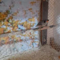 فنچ کاکلی|پرنده|پاکدشت, شهرک انقلاب|دیوار