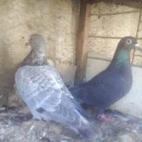 فروش یا معاوضه کبوتر بغدادی