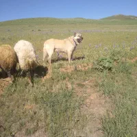 سگ سراب دزدیده شده