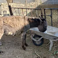 کره خر نر یک ساله