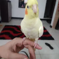 جفت عروس هلندی|پرنده|اهواز, کوی فرهنگیان ۱|دیوار