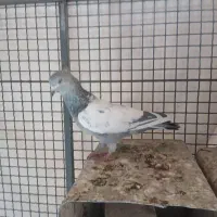 کفتر سینه سبز|پرنده|شیراز, امام حسین|دیوار