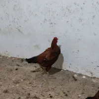 دستگاه جوجه کشی ۱۸۰تایی..مرغ و خروس|حیوانات مزرعه|علیآباد کتول, |دیوار