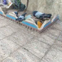 چند جفت کفتر|پرنده|میانه, |دیوار