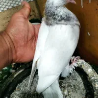 ۴ عدد کبوتر سرحال و پرشی