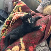 4تا بچه گربه با مامانشون|گربه|قم, تعویض پلاک|دیوار