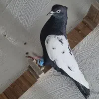 دوتا سینه نر پرشی معاوضه با دورگ