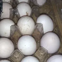 تخم لاری|حیوانات مزرعه|لاهیجان, خالو باغ|دیوار