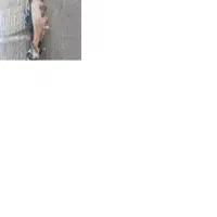 10رس‌بز‌|حیوانات مزرعه|جوادآباد, |دیوار