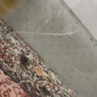 آکواریوم و حلزون|ماهی|صحنه, |دیوار