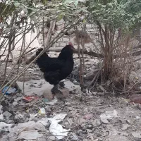 مرغ سیاه مرندی. قوغاز پرلوله ایی تزئینی