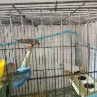 فنچ مولد با جوجه بدون قفس|پرنده|اردبیل, |دیوار