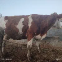 گاو سیمنتال شکم دوم|حیوانات مزرعه|هشترود, |دیوار