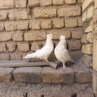 کفتر|پرنده|قم, شهر قائم|دیوار