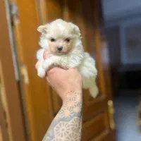 توله سگ خوشکل بخونید اگهی رو