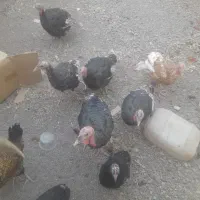 بوقلمون فروشی|حیوانات مزرعه|کاشان, راوند|دیوار