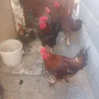 4عدد خروس محلی