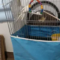 عروس به دو جوجه سر حال|پرنده|خوسف, |دیوار