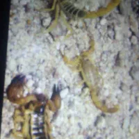 سمپاشی سوسک ساس سم پاشی تضمینی فقط دریک جلسه|خدمات نظافت|مشهد, کلاهدوز|دیوار