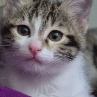 واگذاری گربه نر و ماده