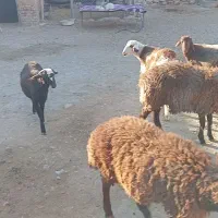 ۷راس بره نر ۳۰تا۳۵کیلویی هیکل دار