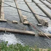 ماهی غزل سفید  بدون استخوان  زنده وتازه|خوردنی و آشامیدنی|الیگودرز, |دیوار