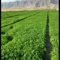 سرکارگری فلاحی|خدمات باغبانی و درختکاری|کرمانشاه, |دیوار