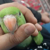 جوجه ملنگو رام رام