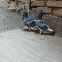 کبوتر گمشده