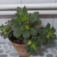 گلهای طبیعی وشاداب ابهر